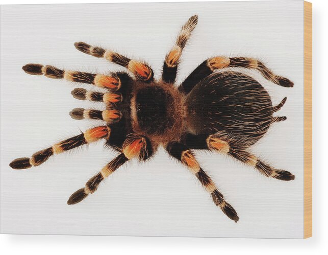 White Background Wood Print featuring the photograph Mexican Redknee Tarantula Brachypelma by Martin Harvey