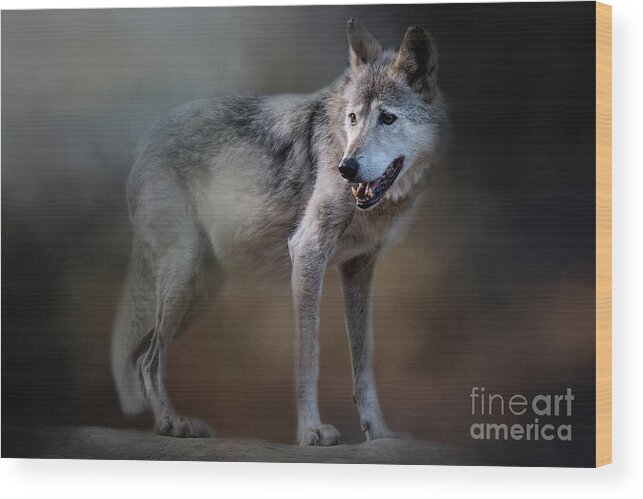 Cincinnati Zoo Wood Print featuring the photograph Mexican Wolf by Ed Taylor