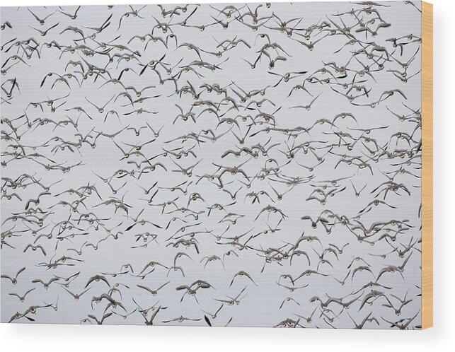 Environmental Conservation Wood Print featuring the photograph Migrating Pink-footed Geese, Norfolk, Uk by Tim Graham