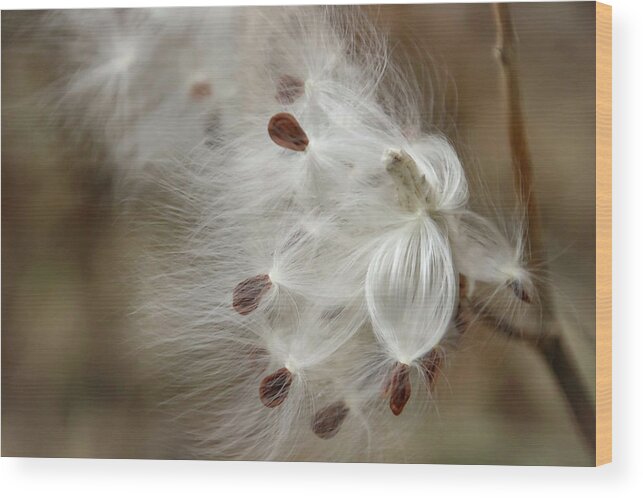 Milkweed Wood Print featuring the photograph Milkweed Spreading Seeds by Laura Smith