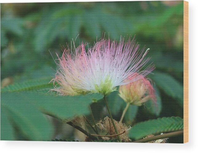 Macro Wood Print featuring the photograph Mimosa Tree in Bloom by Christopher Lotito