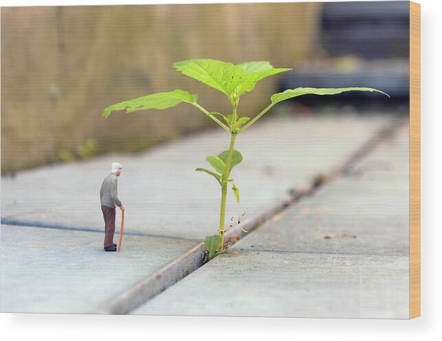 Large Wood Print featuring the photograph Miniature Old Man Looking A Sprouting by Tara Moore
