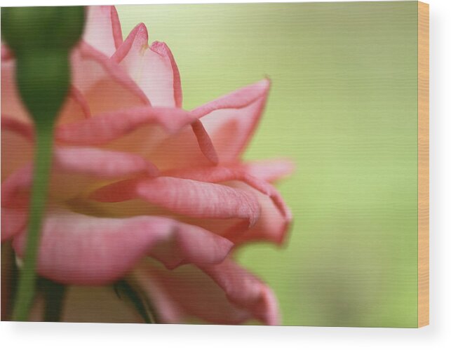 Kelowna Wood Print featuring the photograph Miniature Rose Blossom by Darrel D. O'neill