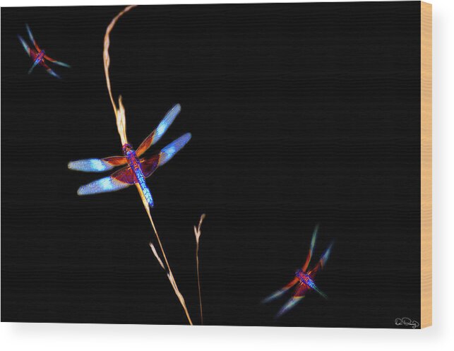 Dragonfly Wood Print featuring the photograph Minimalist Dragonfly by Dee Browning