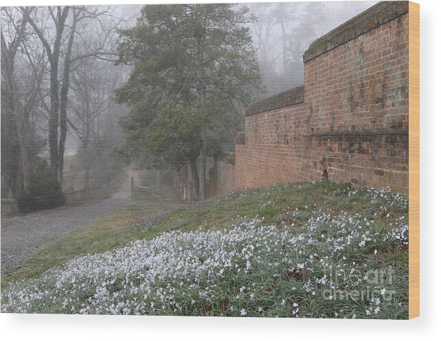 Governor's Palace Wood Print featuring the photograph Misty Path and Starflowers by Rachel Morrison