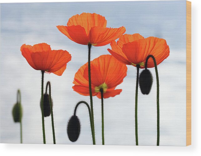 Orange Color Wood Print featuring the photograph Mohn by Lucynakoch