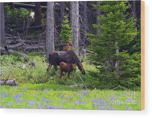 Moose Wood Print featuring the photograph Mom and Baby by Dorrene BrownButterfield