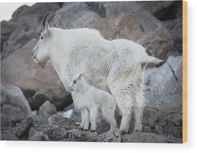 Goat Wood Print featuring the photograph Mom and Baby Mountain Goat by Gary Kochel