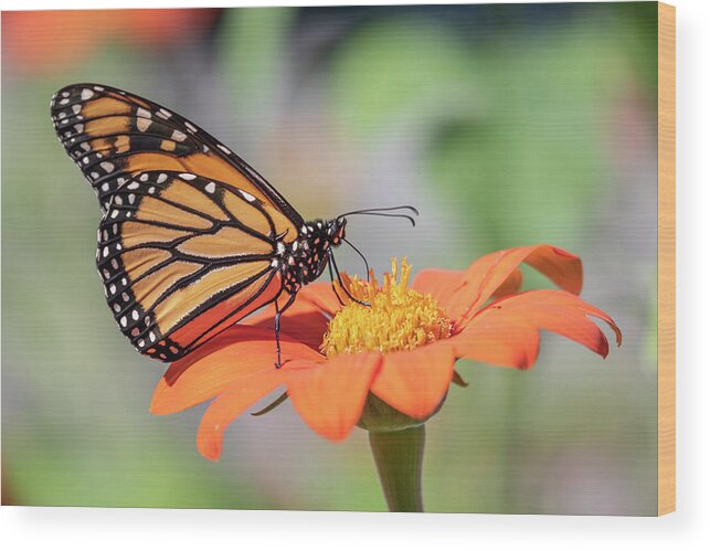 Monarch Butterfly Wood Print featuring the photograph Monarch 2018-25 by Thomas Young