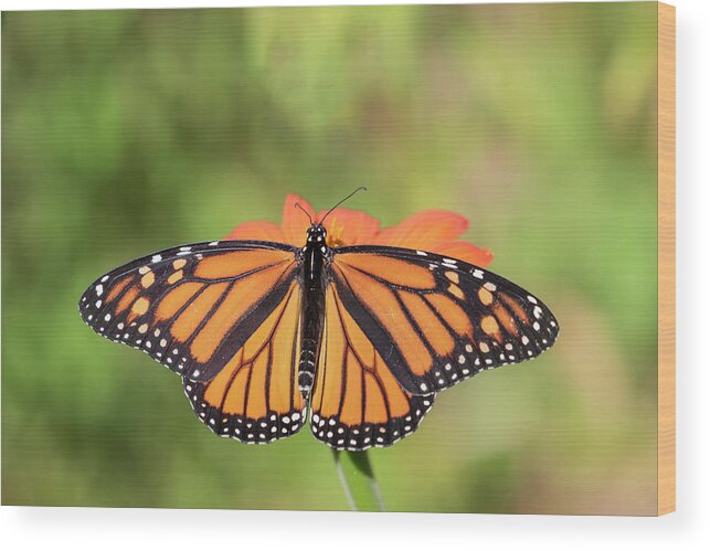 Monarch Butterfly Wood Print featuring the photograph Monarch 2018-26 by Thomas Young