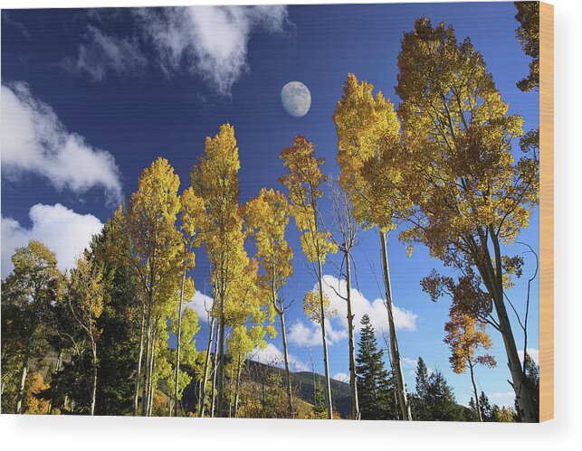 Aspen Wood Print featuring the photograph Moon Above Aspens by Candy Brenton