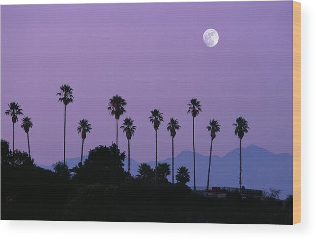 Scenics Wood Print featuring the photograph Moon Over Palm Trees At Dusk by Grant Faint