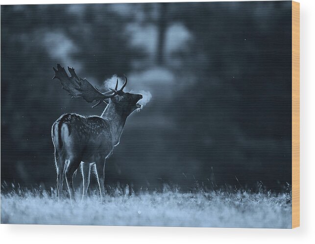 Scenics Wood Print featuring the photograph Moonlight Call by Markbridger