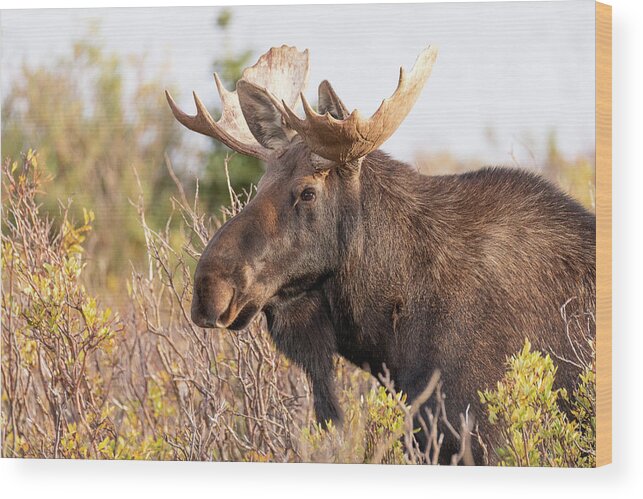 Moose Wood Print featuring the photograph Moose Bull in the Foliage by Tony Hake