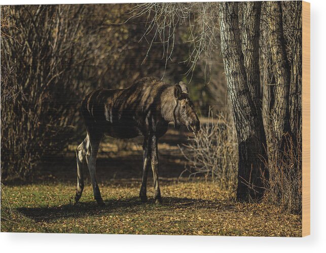 Calf Wood Print featuring the photograph Moose conection by Julieta Belmont