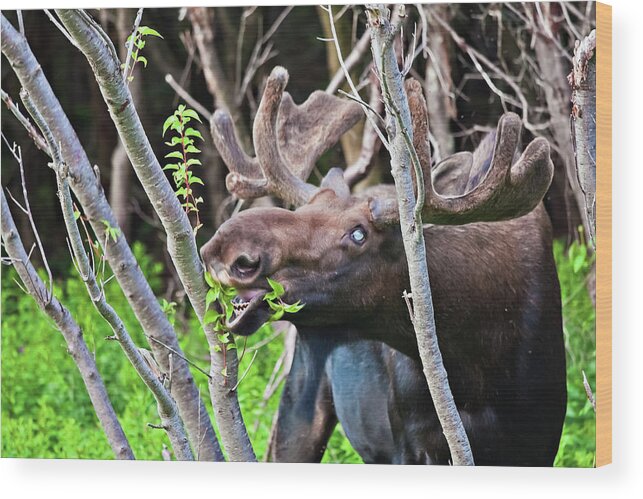 Moose Wood Print featuring the photograph Moose with an anomalous eye, at dinner time by Tatiana Travelways