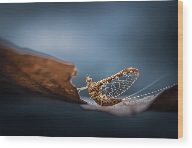 Insect Wood Print featuring the photograph Morning Break by Atul Saluja