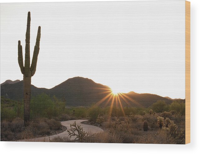 Saguaro Cactus Wood Print featuring the photograph Morning Desert Hiking Trail No 1 by Bttoro