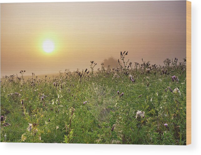 Grass Wood Print featuring the photograph Morning Dew On Spiders Cobweb by Travelpix Ltd