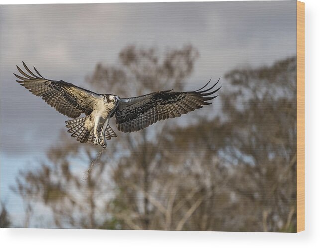 Osprey Wood Print featuring the photograph Morning Flight ! by Alfred Forns