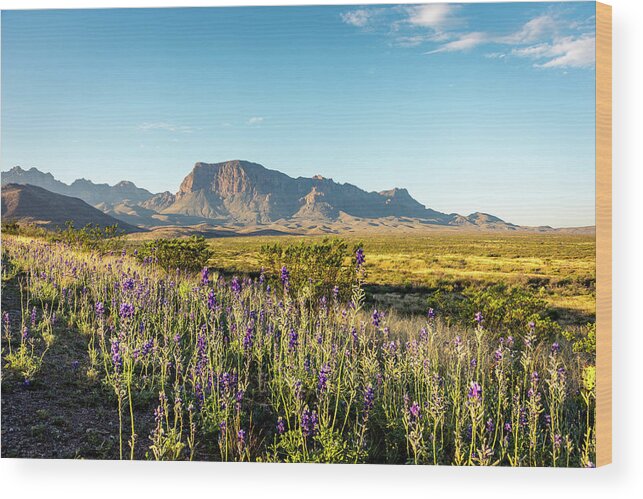 Texas Wood Print featuring the photograph Morning in Big Bend by David Morefield