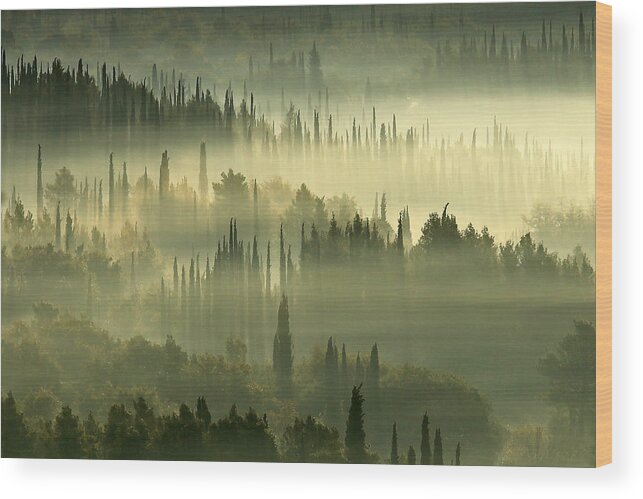 Cypress Wood Print featuring the photograph Morning In The Cypress Land by Igor Brautovic