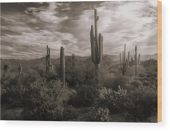 Saguaro Sunrise Wood Print featuring the photograph Morning Light in the Sonoran in Sepia by Saija Lehtonen