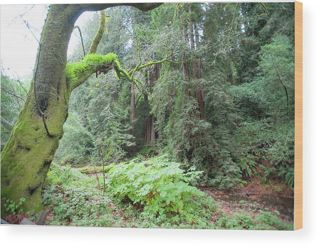 Muir Woods Wood Print featuring the photograph Moss in Muir Woods by Mark Duehmig