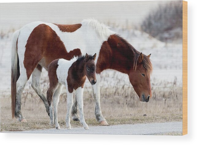 Assateague Island Wood Print featuring the photograph Mother and daughter by Ken Fullerton