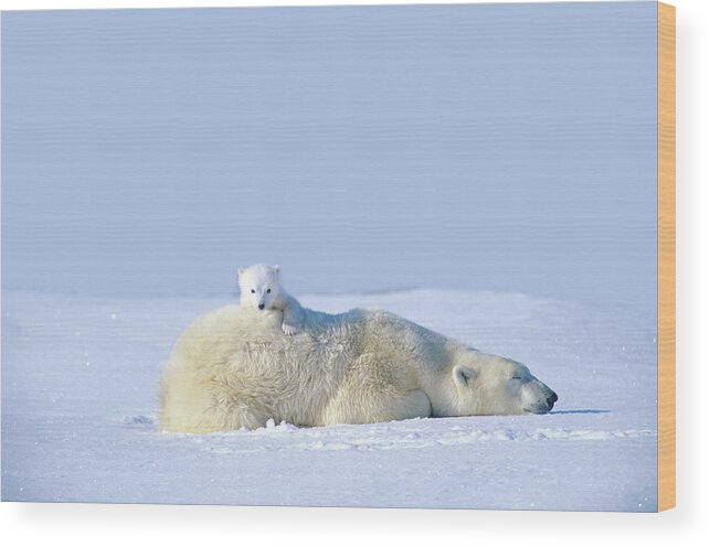 Bear Cub Wood Print featuring the photograph Mother Polar Bear With Cub, Lying On by Art Wolfe