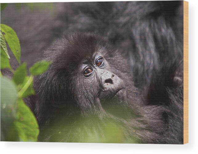 Animal Themes Wood Print featuring the photograph Mountain Gorilla Gorilla Beringei by Dawie Du Plessis