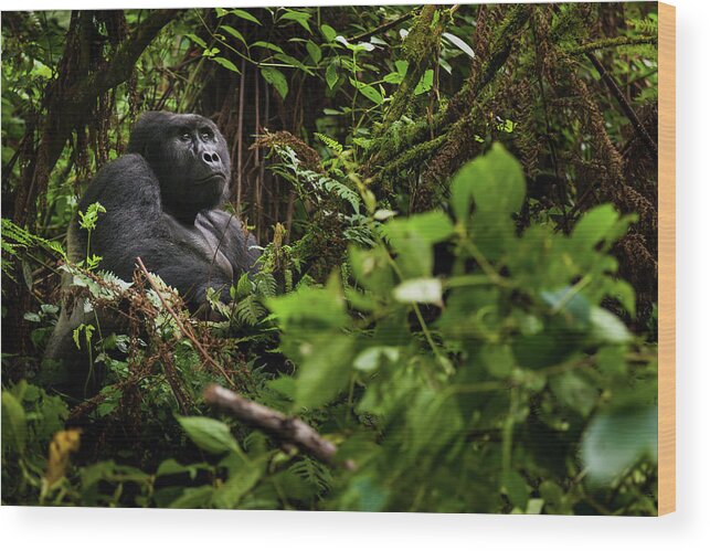 Vertebrate Wood Print featuring the photograph Mountain Gorilla, Volcanoes National by Mint Images - Art Wolfe
