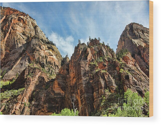Zion National Park Wood Print featuring the photograph Mountains Trees Zion by Chuck Kuhn