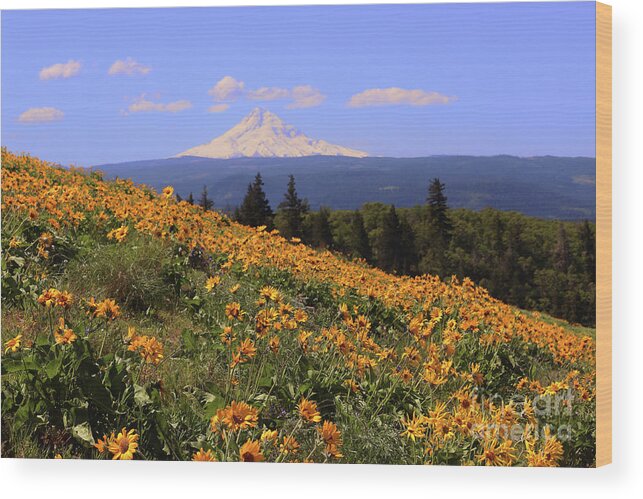 Oak Tree Wood Print featuring the photograph Mt. Hood, Rowena Crest by Jeanette French