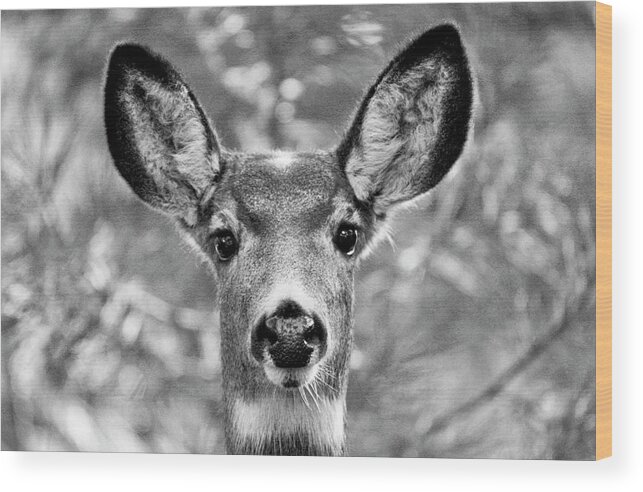Mule Deer Ears Wood Print featuring the photograph Mule Deer #1 by Neil Pankler