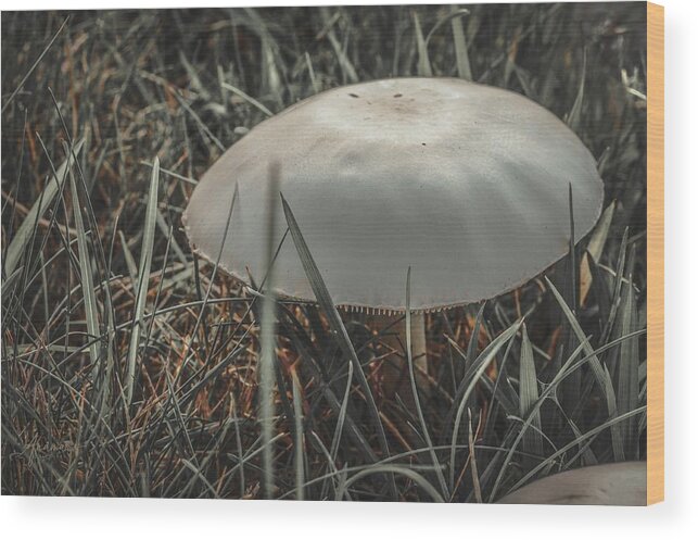 Fungus Wood Print featuring the photograph Mushroom 1 by Anamar Pictures