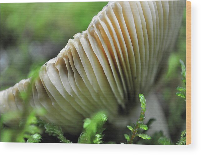 Glacier National Park Wood Print featuring the photograph Mushroom Spaceship by Bruce Gourley