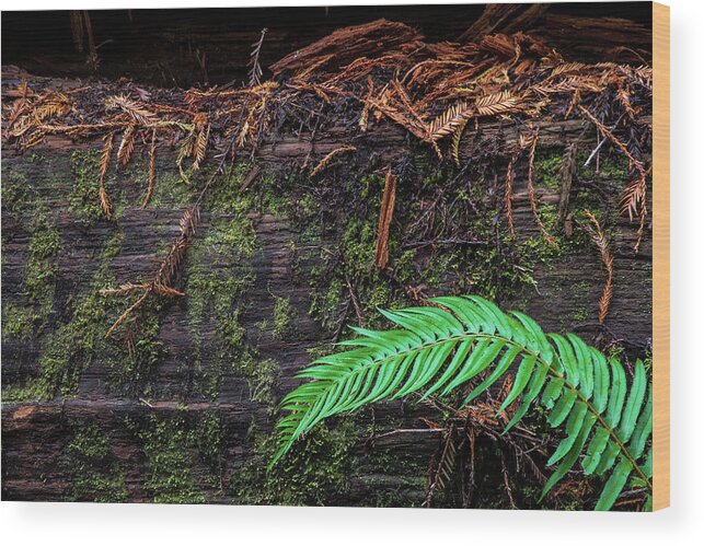 Big Tree Grove Wood Print featuring the photograph My Friend Fern by Peter Tellone