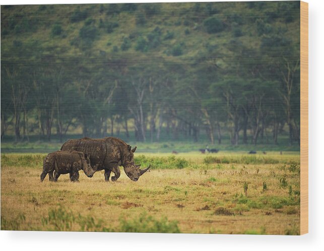 Rhino Wood Print featuring the photograph Nakuru Family by Mohammed Alnaser