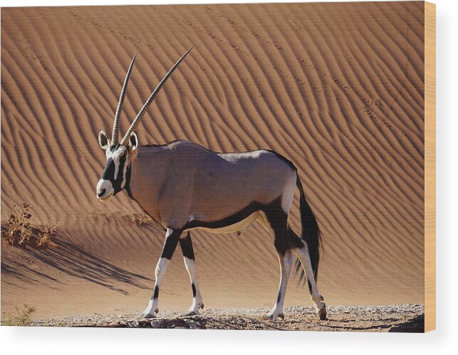 00641520 Wood Print featuring the photograph Namib Desert Dune And Oryx by Hiroya Minakuchi