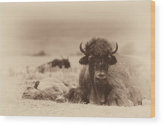 Bison Wood Print featuring the photograph Nap Time Sepia by James Barber