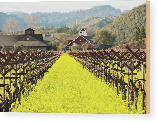 Napa Valley In Winter Wood Print featuring the photograph Napa Valley In Winter by Lance Kuehne