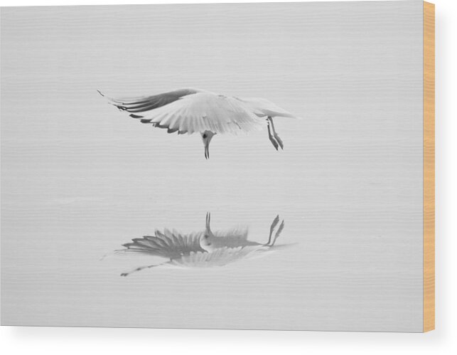 Gull Wood Print featuring the photograph Narcissus by Adnan Mahmutovic