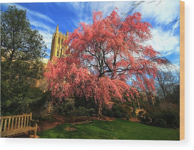 Tranquility Wood Print featuring the photograph National Cathedral Blossoms by L. Toshio Kishiyama