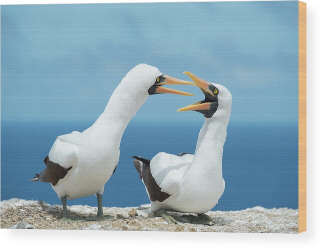 Animal Wood Print featuring the photograph Nazca Booby Pair Courting by Tui De Roy