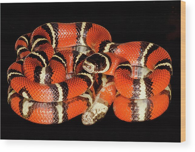 Animal Wood Print featuring the photograph Nelsons Milksnake Lampropeltis by Dante Fenolio