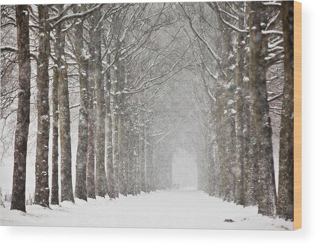 North Holland Wood Print featuring the photograph Netherlands, Beech Trees In Snow Storm by Frans Lemmens