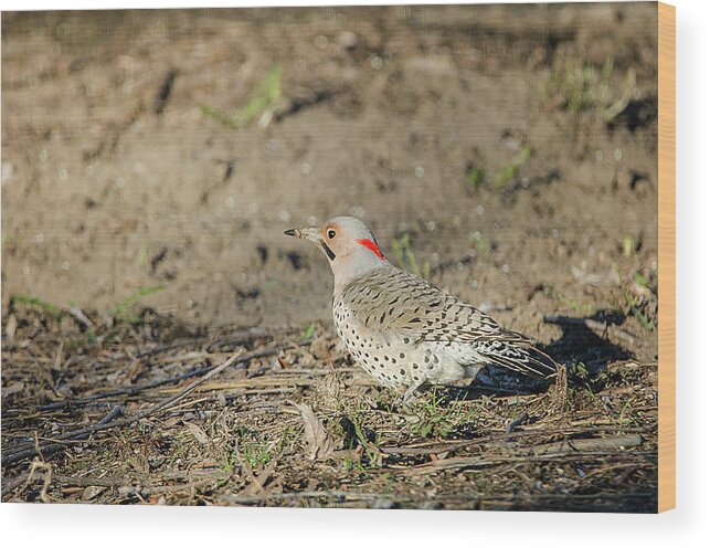 Northern Flicker Wood Print featuring the photograph Northern Flicker by Susan McMenamin