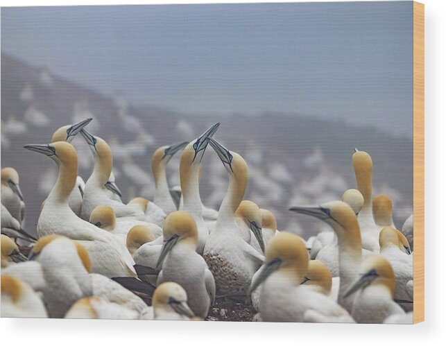 Northern Gannet Wood Print featuring the photograph Northern Gannet Colony Bonaventure Island by Marlin and Laura Hum
