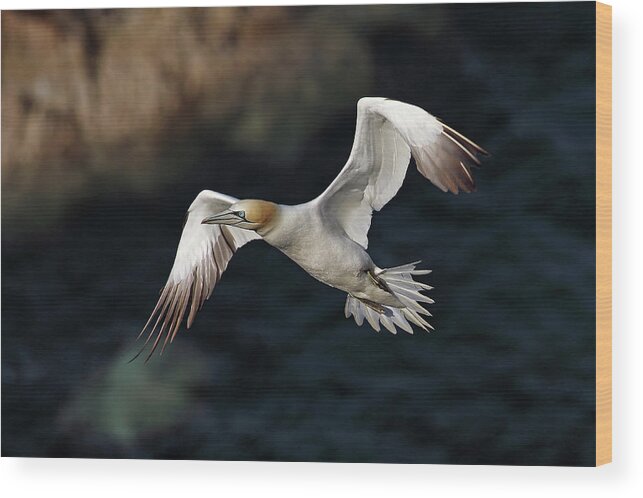 Gannet Wood Print featuring the photograph Northern Gannet in flight by Grant Glendinning